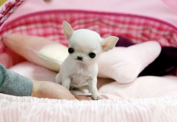 Chihuahua-Welpen. WhatsApp: +44 7469 456352
