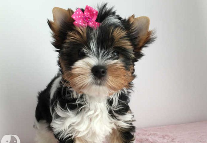 Yorkie-Welpen. WhatsApp: +44 7469 456352