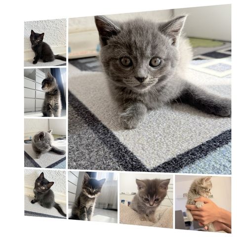 Kitten abzugeben