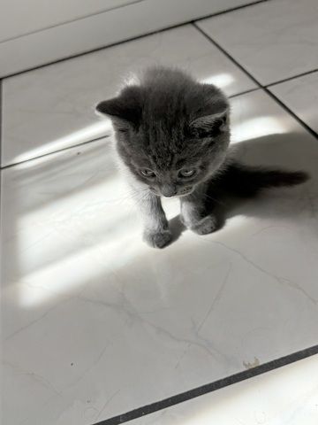 Kitten abzugeben