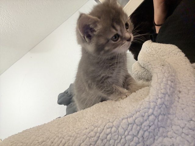 Kitten abzugeben