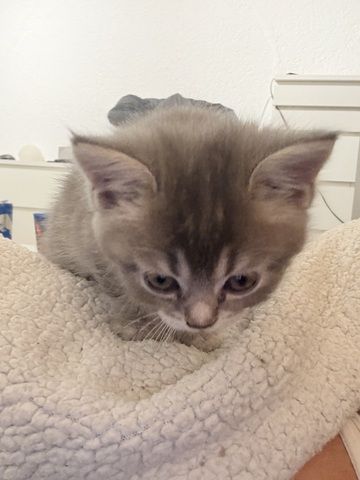 Kitten abzugeben