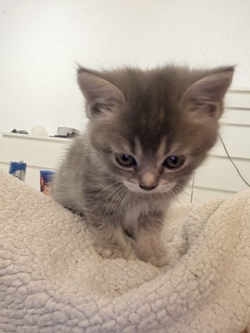 Kitten abzugeben