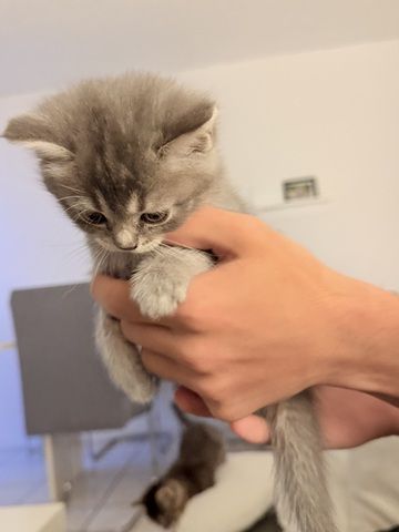 Kitten abzugeben