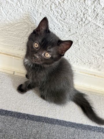 Kitten abzugeben