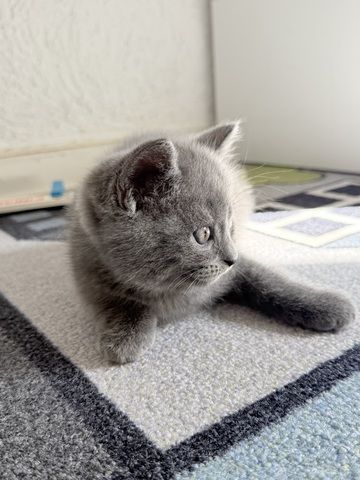 Kitten abzugeben