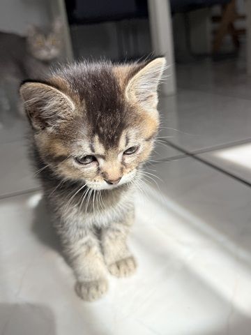 Kitten abzugeben