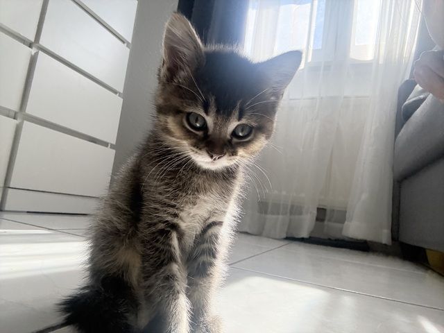 Kitten abzugeben