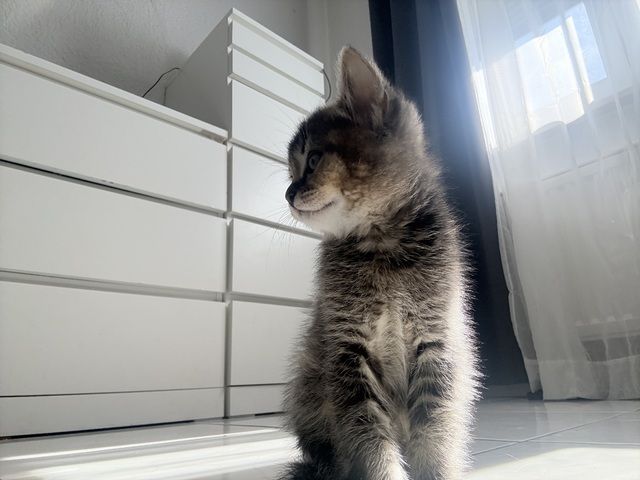 Kitten abzugeben