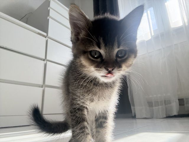 Kitten abzugeben