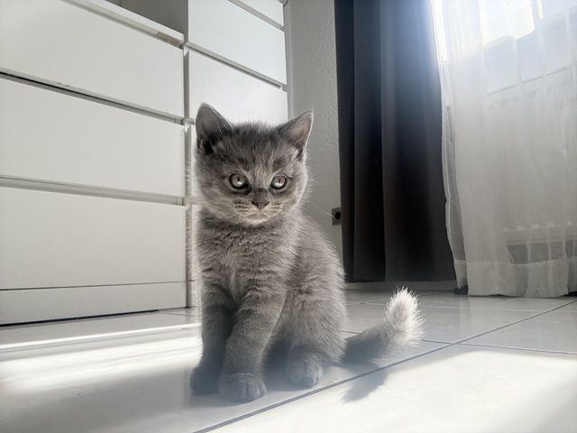 Kitten abzugeben