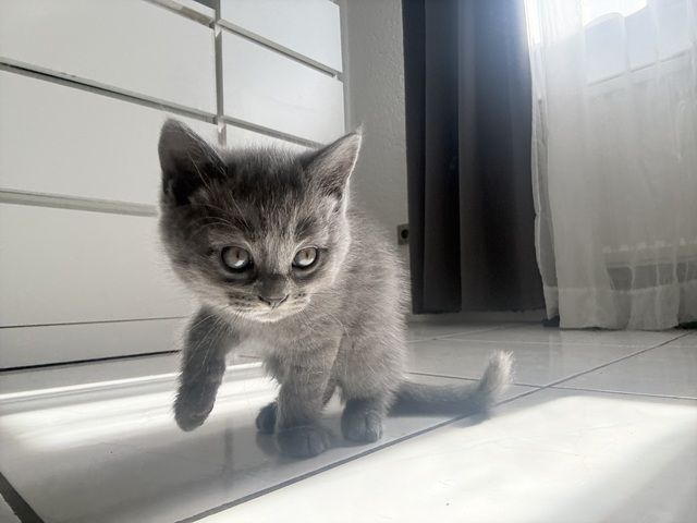 Kitten abzugeben