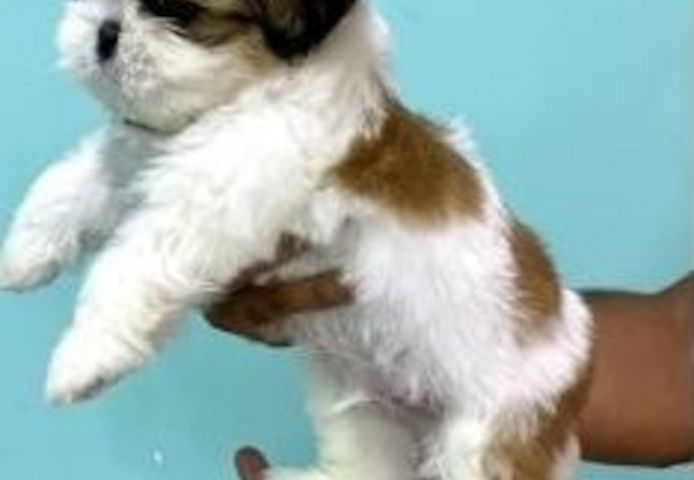 Shih-Tzu-Welpen