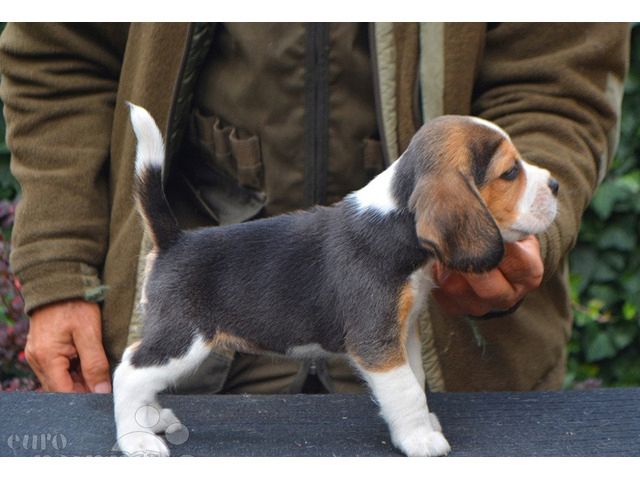 Beagle Welpen, sozialisiert