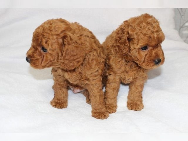 Puddel Welpen