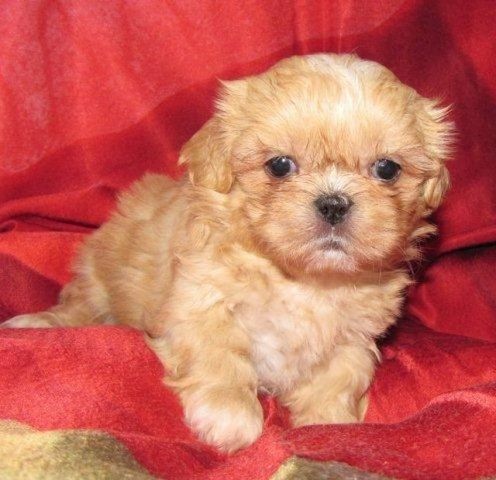 Maltipoo Welpen