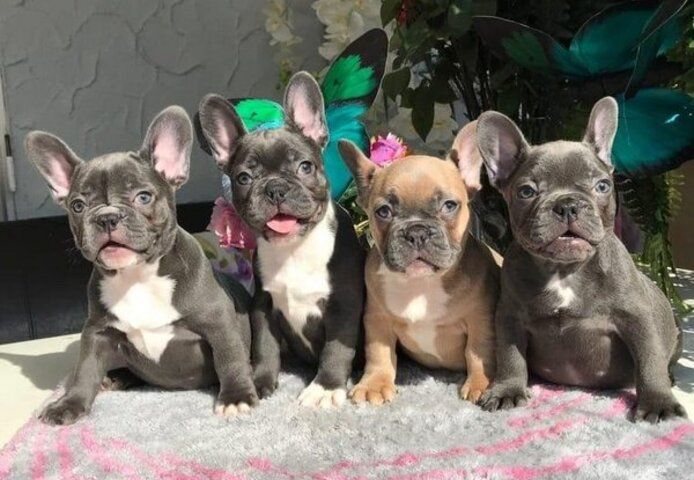 Französische Bulldoggen