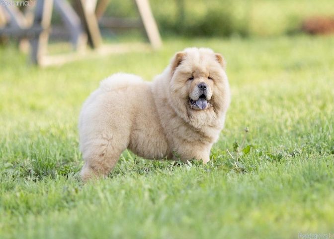 Chow-Chow-Welpen