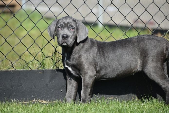 Cane-Corso-Welpen (blau)