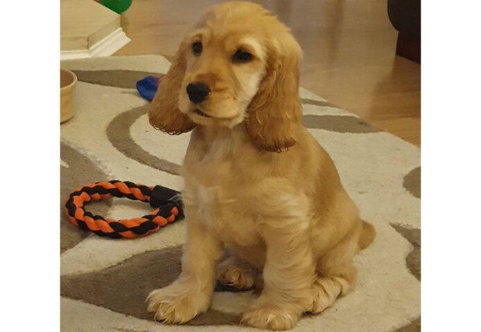 Cocker-Spaniel-Welpen