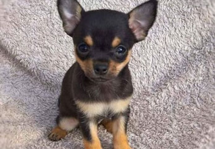 Chihuahua-Welpen