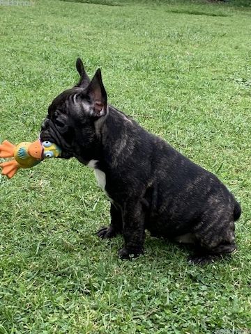 Französische Bulldoggen