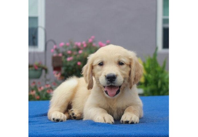 Labrador-Welpen mit KC-Registrierung