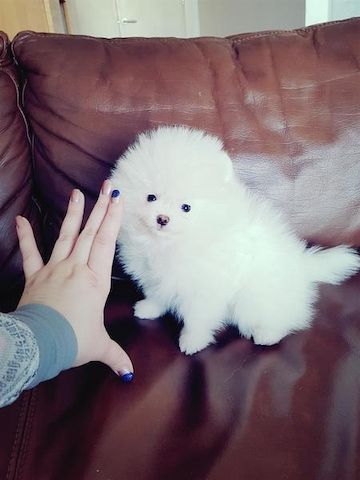 Pomeranian-Welpen (1 Rüde / 1 Hündin)