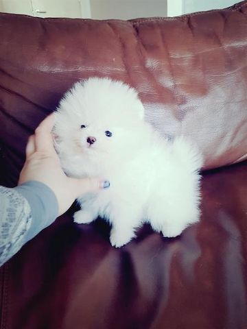 Pomeranian-Welpen (1 Rüde / 1 Hündin)