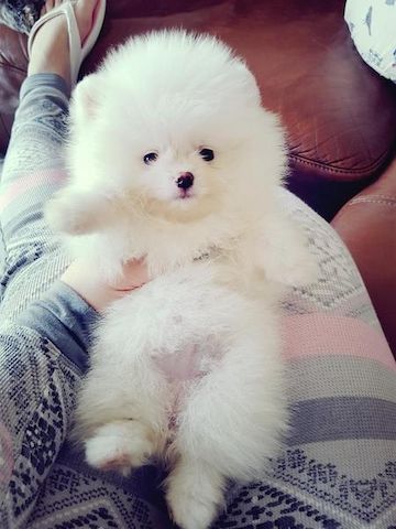 Pomeranian-Welpen (1 Rüde / 1 Hündin)