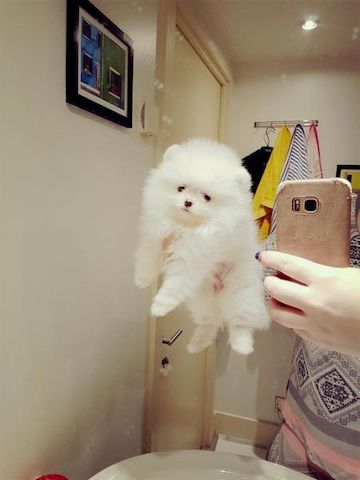 Pomeranian-Welpen (1 Rüde / 1 Hündin)