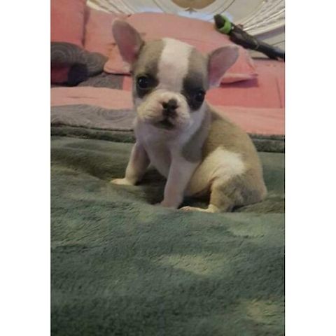 Bullterrier-Welpen