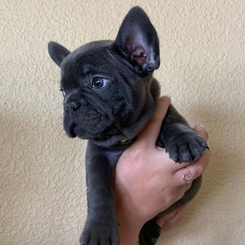 Französische Bulldoggen-Welpen