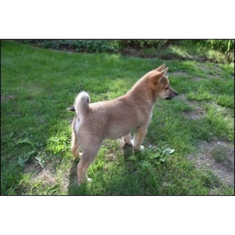 Shiba-Inu-Welpen