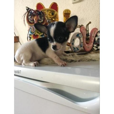 Chihuahua-Welpen