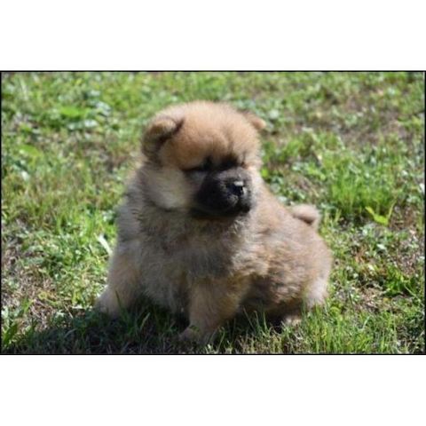 Chow-Chow Welpen