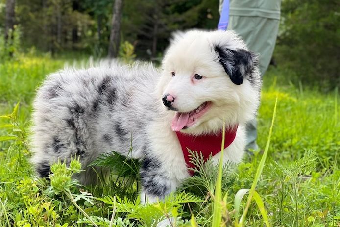 Reinrassige Australian Shepherd Welpen .