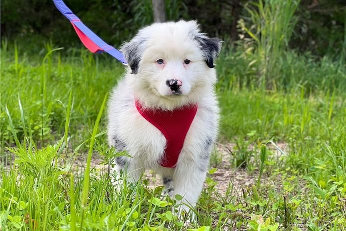 Reinrassige Australian Shepherd Welpen