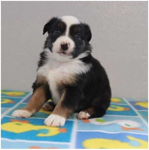 Reinrassige Australian Shepherd Welpen