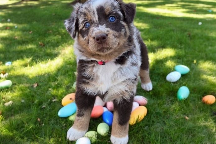 Reinrassige Australian Shepherd Welpen .