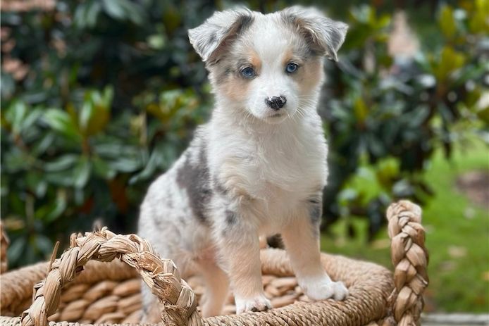 Reinrassige Australian Shepherd Welpen .