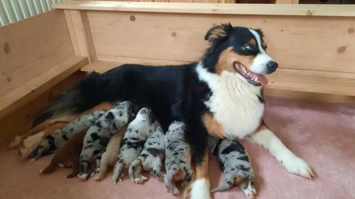 Zauberhafte Mini Australian Shepherd Welpen .