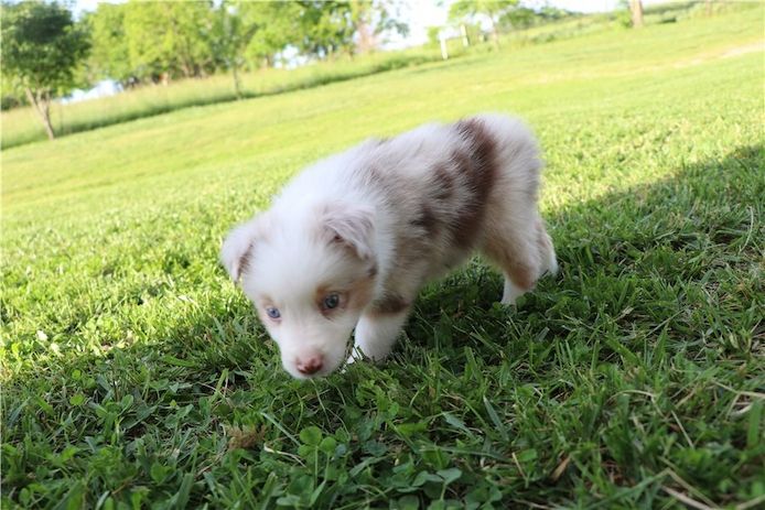 Reinrassige Australian Shepherd Welpen .