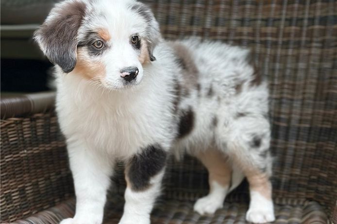 Reinrassige Australian Shepherd Welpen .