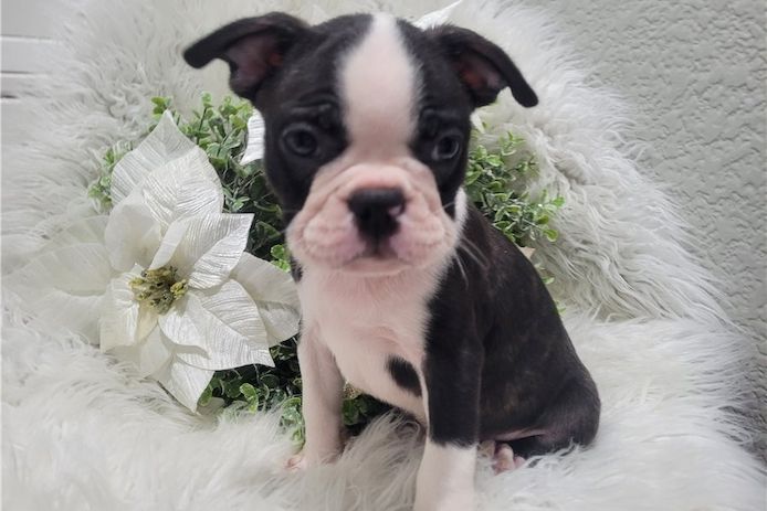 Reinrassige Boston Terrier Welpen