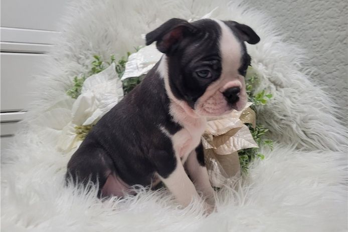 Reinrassige Boston Terrier Welpen