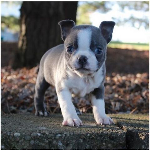 Reinrassige Boston Terrier Welpen .