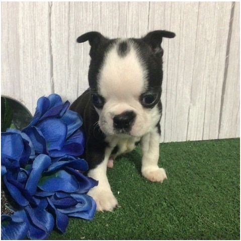 Reinrassige Boston Terrier Welpen