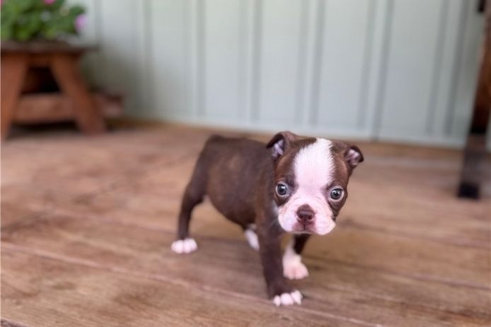 Reinrassige Boston Terrier Welpen