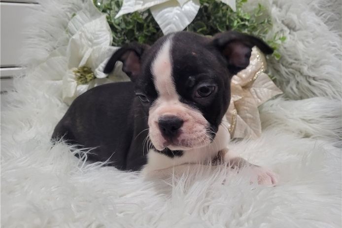 Reinrassige Boston Terrier Welpen